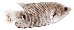 Osphronemus goramy