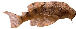 Peckoltia pulcher Патуљни бојни сом