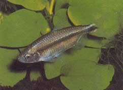 Petersius conserialis (Петерсиус Цонсеалис)