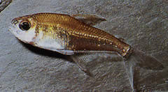Phenacogaster megalostictus Велика стакла од стакла тетра