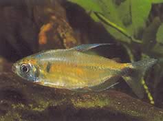 Phenacogrammus ansorgii (Обично име: Конго Цонго де Ансорге)