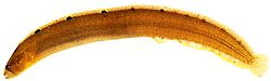 Pholis gunnellus (Гооннел)
