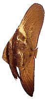 Platax orbicularis Орбикуларну рибу шишмиша