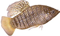 Poecilia nigrofasciata Блацк Раи Поецилиа
