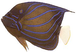 Pomacanthus annularis Риба