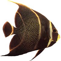 Pomacanthus paru (Француски анђео)