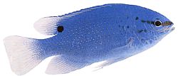 Pomacentrus caeruleus Плаво-зелена дама