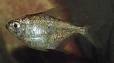 Poptella longipinnis Дуге пераје тетра
