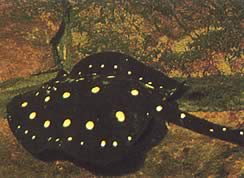Potamotrygon henlei Линија ватре