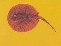 Potamotrygon laticeps Реие а аигуиллон цоммон