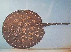 Potamotrygon leopoldi (Леополд слатководна линија)