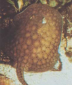 Potamotrygon reticulatus Обновљена слатководна линија