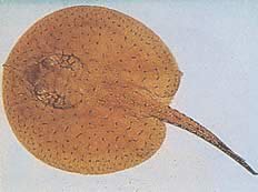 Potamotrygon schroederi Сцхродер Пастенагуе, Раи Гуацамаиа