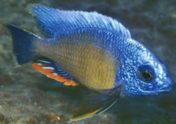 Protomelas steveni taiwan (Фенестратус Таиван, Стевени Тајван)