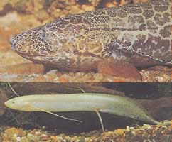Protopterus aethiopicus aethiopicus Протоптер Етиопије