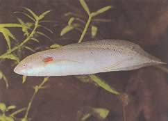 Protopterus annectens annectens Афрички дипнеусте