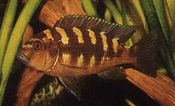 Pseudotropheus crabo (Псеудотропхеус Цхамелеон)