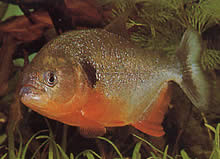 Pygocentrus caribe Сцапулар Спаранха