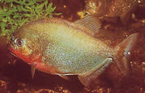 Pygocentrus nattereri
