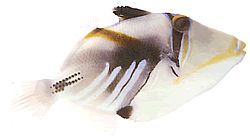 Rhinecanthus aculeatus (Балист-пицассо)