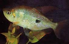 Rhoadsia altipinna (Тетра-Арц-ен-Циел)