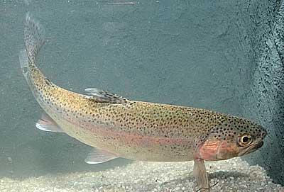Salmo gairdneri калифорнијска пастрмка