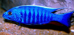 Scianochromis fryeri (Електрични плави)