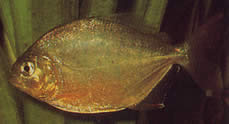 Serrasalmus calmoni (Дарк Пиранха, Цалмон Пиранха)