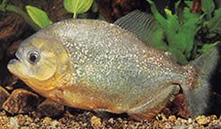 Serrasalmus spilopleura (Црна стрип Пацу, Нигхт Пираи)