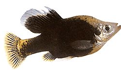 Skiffia francesae x multipunctatus СКИФФИА ФРАНСЕАЕ Кс МУЛТУНУНЦТАТУС