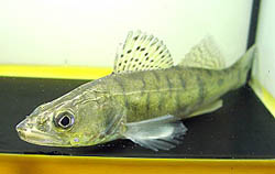 Stizostedion lucioperca (Сортирати)