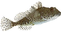 Taurulus bubalis Морски колач