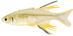 Telmatherina ladigesi