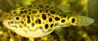 Tetraodon schoutedeni Конго Тетраодон, Леопард Тетраодон