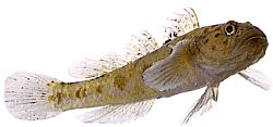 Thorogobius ephippiatus (Гобие Леопард)
