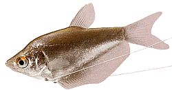 Trichogaster microlepis