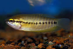 Trichogaster pectoralis (Змија кожа гоурами)