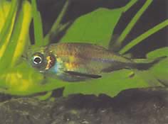 Triportheus rotundatus (Роунд Цроссбов Тетра)