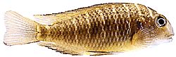 Tropheus moorii (Тропхеус Моории)