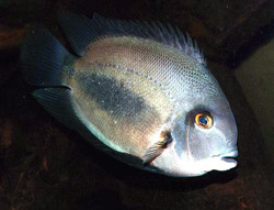 Uaru amphiacanthoides (Уару)