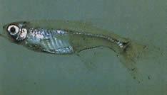 Xenurobrycon macropus (Брикон у Грос-Иеуку)