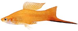 Xiphophorus helleri Држач школе (Ксипхо)