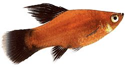 Xiphophorus maculatus (Платија)