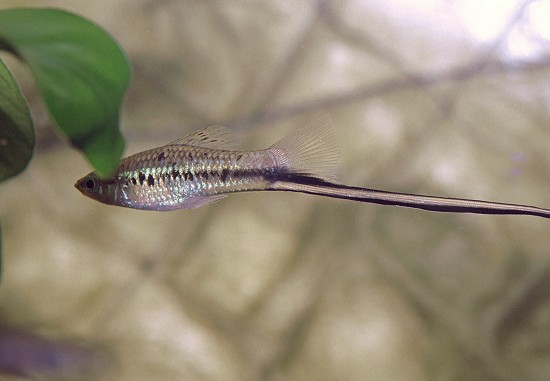 Xiphophorus montezumae Монтезума носилац мача