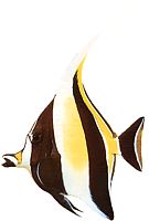 Zanclus canescens (Гладак)